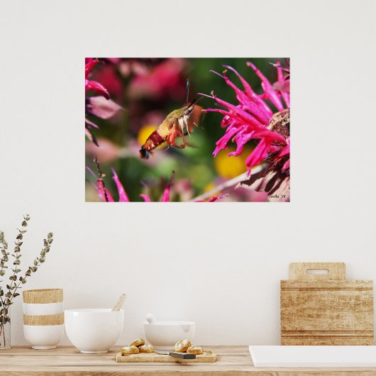 Hummingbird Clearwing & Bee Balm 2 Poster (Küche)