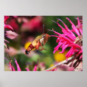 Hummingbird Clearwing & Bee Balm 2 Poster (Vorne)