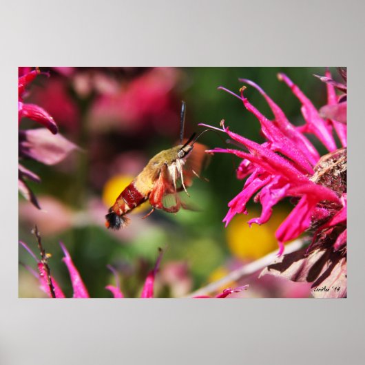 Hummingbird Clearwing & Bee Balm 2 Poster (Vorne)