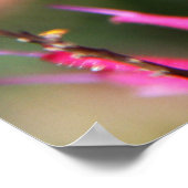 Hummingbird Clearwing & Bee Balm 2 Poster (Ecke)