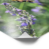 Hummingbird Clearwing Moth auf Lavenderfeld Fotodruck (Ecke)