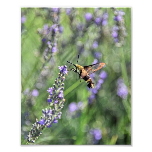 Hummingbird Clearwing Moth auf Lavenderfeld Fotodruck (Vorne)
