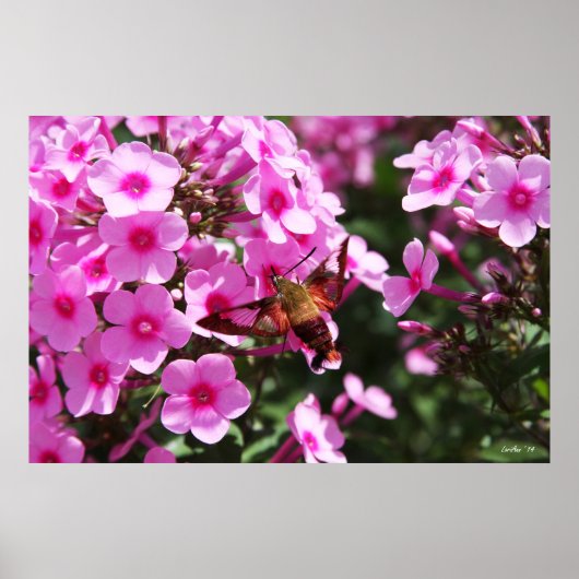 Hummingbird Clearwing & Phlox 2 Poster (Vorne)