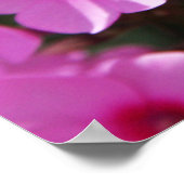 Hummingbird Clearwing & Phlox 2 Poster (Ecke)