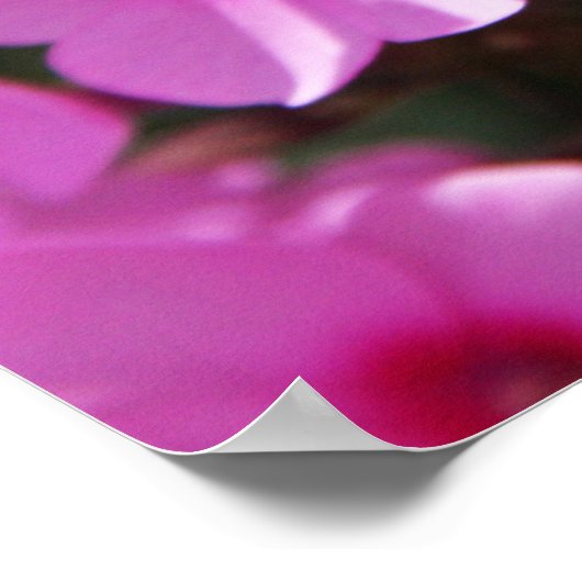 Hummingbird Clearwing & Phlox 2 Poster (Ecke)