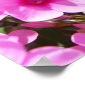 Hummingbird Clearwing & Phlox 3 Poster (Ecke)