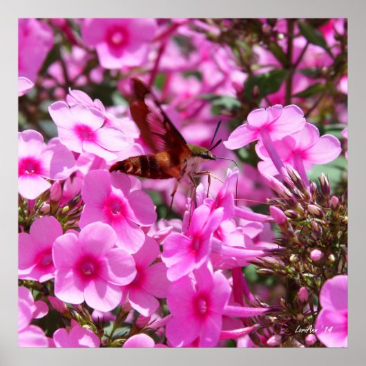 Hummingbird Clearwing & Phlox 3 Poster (Vorne)