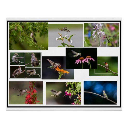 Hummingbird Collage Poster (Vorderseite)