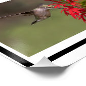 Hummingbird Collage Poster (Ecke)