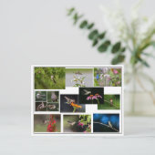 Hummingbird Collage Postkarte (Stehend Vorderseite)