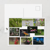 Hummingbird Collage Postkarte (Vorne/Hinten)
