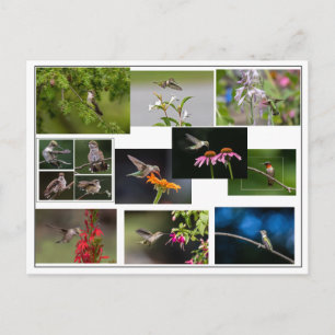 Hummingbird Collage Postkarte