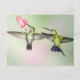 Hummingbird Couple Flying Side Postkarte