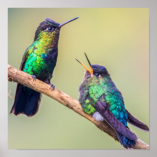 Hummingbird Couple zusammengeknallt Poster (Vorne)