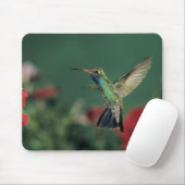 Hummingbird, Cynanthus Mousepad (Mit Mouse)