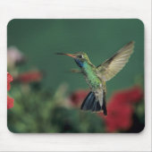 Hummingbird, Cynanthus Mousepad (Vorne)