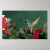 Hummingbird, Cynanthus Poster (Vorne)