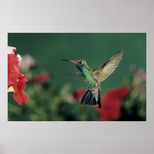 Hummingbird, Cynanthus Poster (Vorne)