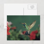 Hummingbird, Cynanthus Postkarte (Vorne/Hinten)