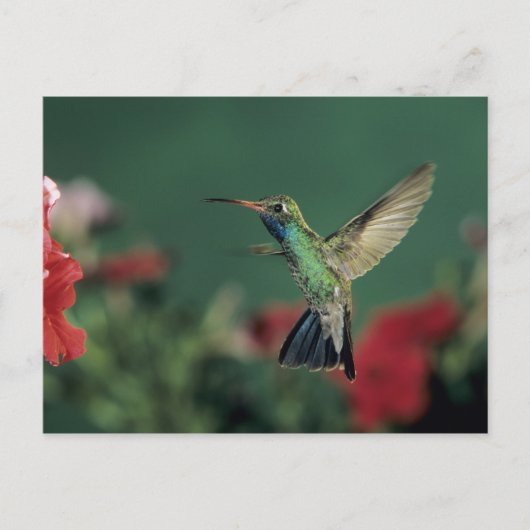 Hummingbird, Cynanthus Postkarte (Vorderseite)