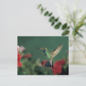 Hummingbird, Cynanthus Postkarte (Stehend Vorderseite)