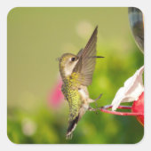 Hummingbird Design #108A0604 Quadratischer Aufkleber (Vorderseite)