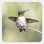 Hummingbird Design #4Q7A0015 Quadratischer Aufkleber (Vorderseite)