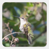 Hummingbird Design #4Q7A5301 Quadratischer Aufkleber (Vorderseite)