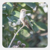 Hummingbird Design #4Q7A9974 Quadratischer Aufkleber (Vorderseite)