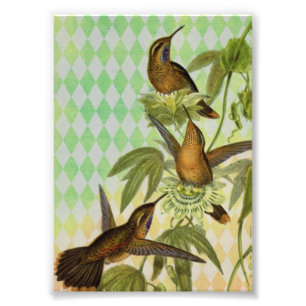 Hummingbird Digital Art Fotodruck