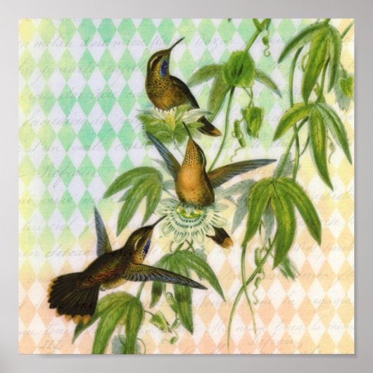 Hummingbird Digital Art Poster (Vorne)