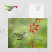 Hummingbird Dream Garden Postkarte (Vorne/Hinten)