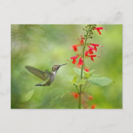 Hummingbird Dream Garden Postkarte