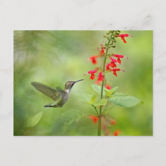 Hummingbird Dream Garden Postkarte (Vorderseite)