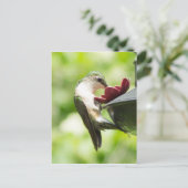 Hummingbird Eating Postkarte (Stehend Vorderseite)