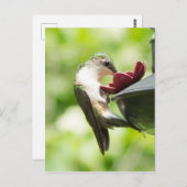 Hummingbird Eating Postkarte (Vorne/Hinten)