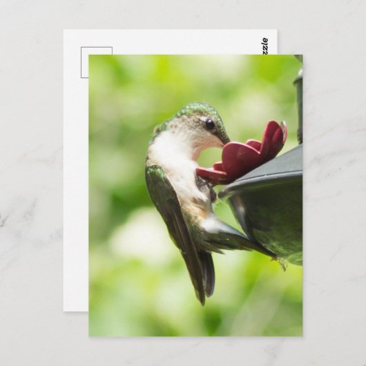Hummingbird Eating Postkarte (Vorne/Hinten)