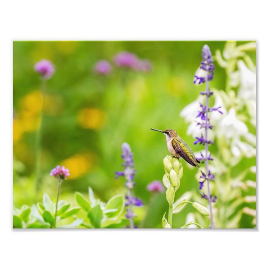 Hummingbird-Erholung Fotodruck (Vorne)