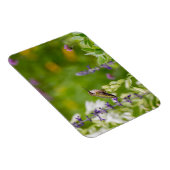 Hummingbird-Erholung Magnet (Rechte Seite)