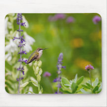 Hummingbird-Erholung