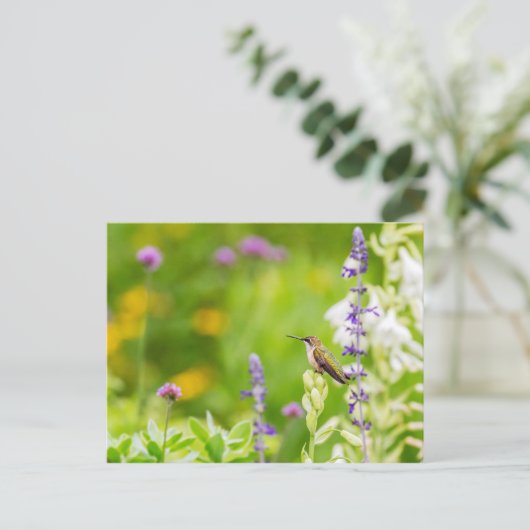 Hummingbird-Erholung Postkarte (Stehend Vorderseite)