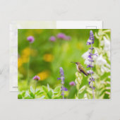 Hummingbird-Erholung Postkarte (Vorne/Hinten)