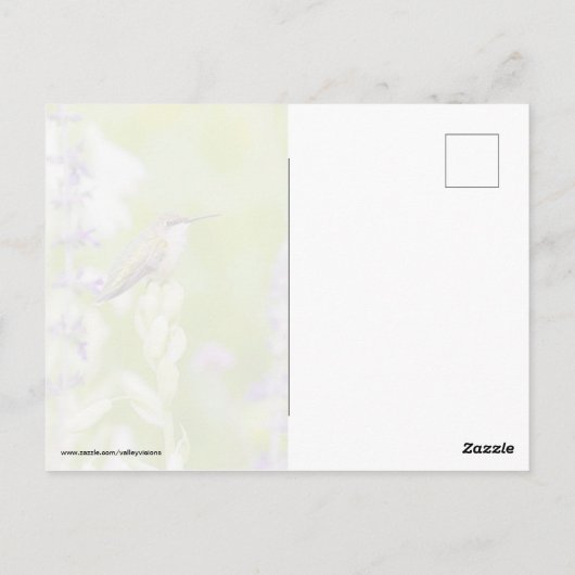 Hummingbird-Erholung Postkarte (Rückseite)