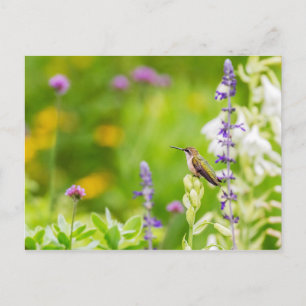 Hummingbird-Erholung Postkarte