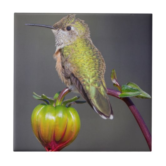 Hummingbird-Erholungen auf Blume Fliese (Vorderseite)