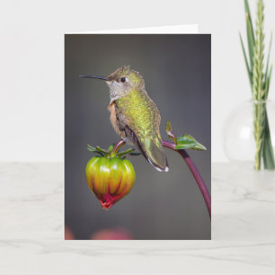 Hummingbird-Erholungen auf Blume Karte