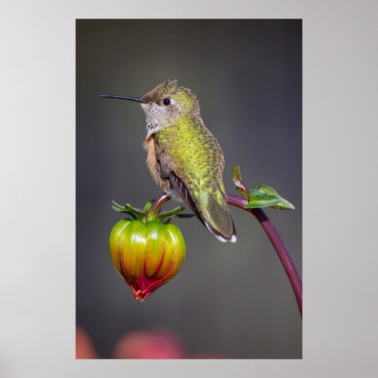 Hummingbird-Erholungen auf Blume Poster (Vorne)