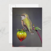 Hummingbird-Erholungen auf Blume Postkarte (Vorne/Hinten)