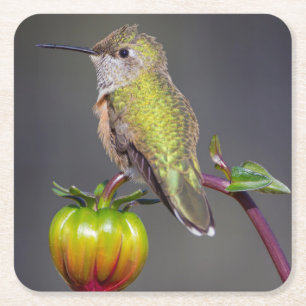 Hummingbird-Erholungen auf Blume Rechteckiger Pappuntersetzer