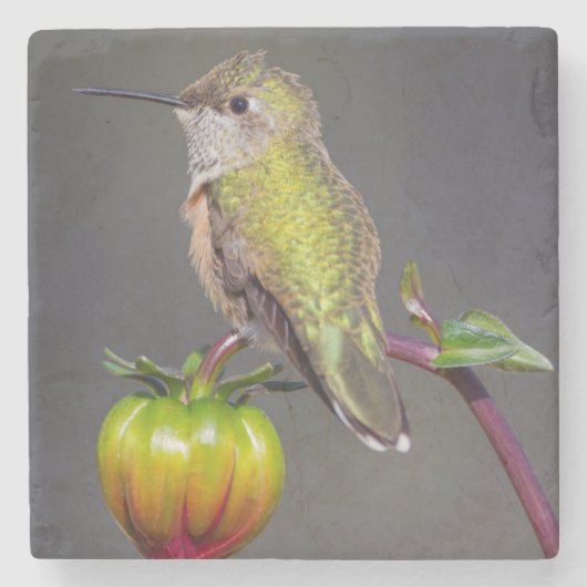 Hummingbird-Erholungen auf Blume Steinuntersetzer (Vorderseite)